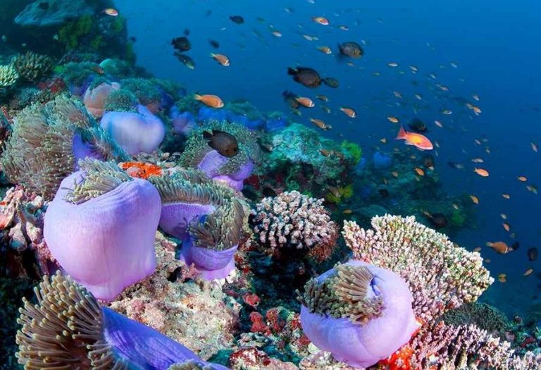 آشنایی با دنیای زیر آب در استرالیا