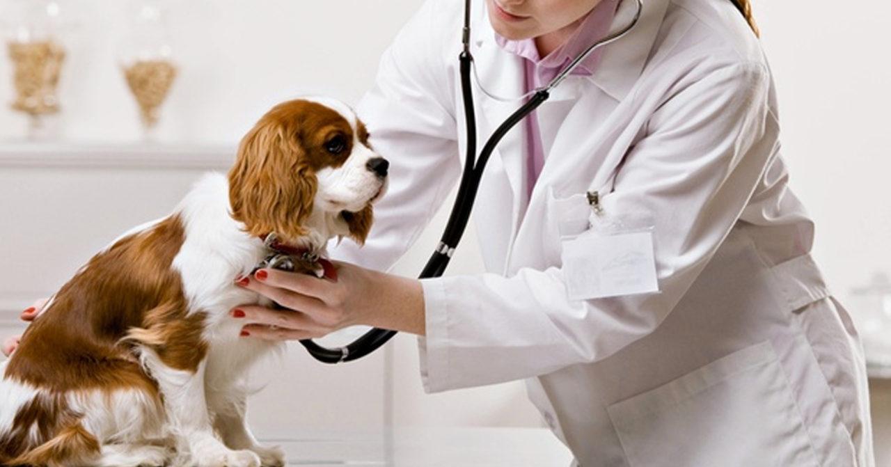 A-Market-assessment-of-Animal-Healthcare-Industry-Landscape-of-Vaccines-and-Diagnostics-Sector-in-India-1280x671