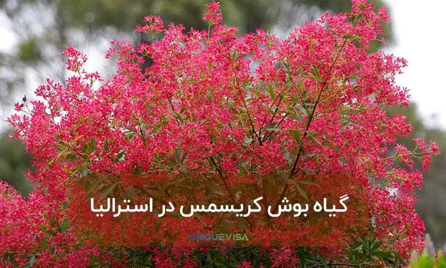 گیاه بوش در استرالیا برای کریسمس